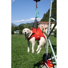 Hundegurt TAXI
