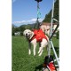 Hundegurt TAXI